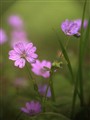 små lilarosa blommor_Hammarbyhöjden_beskuren_strålkastare_4227.jpg